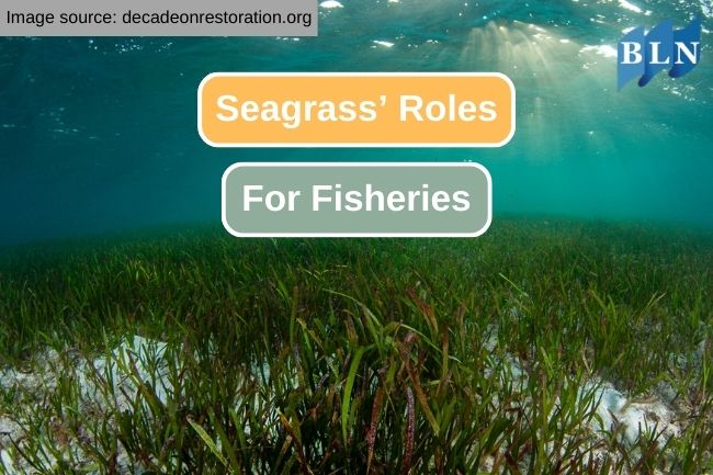 The Vital Role of Seagrass in the Fishing Industry